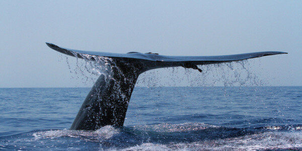 Explore Blue whales shared boat Mirissa-Sri Lanka