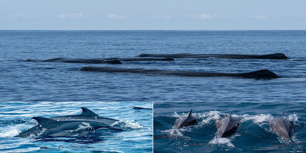Unique whale &amp; dolphin watching experience Kalpitiya-Sri Lanka