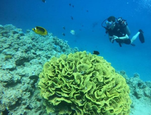 Escursione in barca con cena nel Golfo di Aqaba, Giordania.