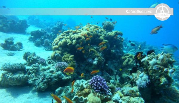 Escursione di snorkeling di 3 ore con pranzo incluso nel Golfo di Aqaba, Giordania.