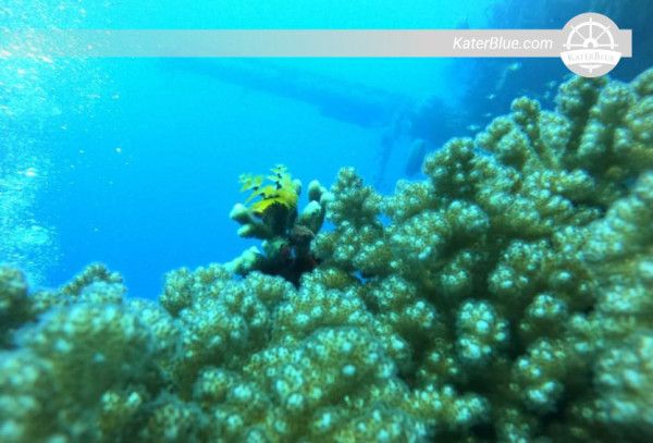 Escursione di snorkeling di 3 ore con pranzo incluso nel Golfo di Aqaba, Giordania.