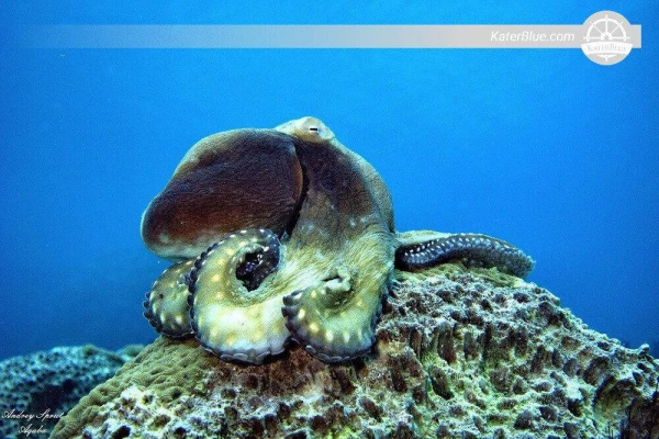 在约旦亚喀巴岛顶级潜水点体验潜水和浮潜水上探险