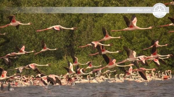Motorbådsafari med flamingoobservation for 24 gæster i Mumbai, Indien