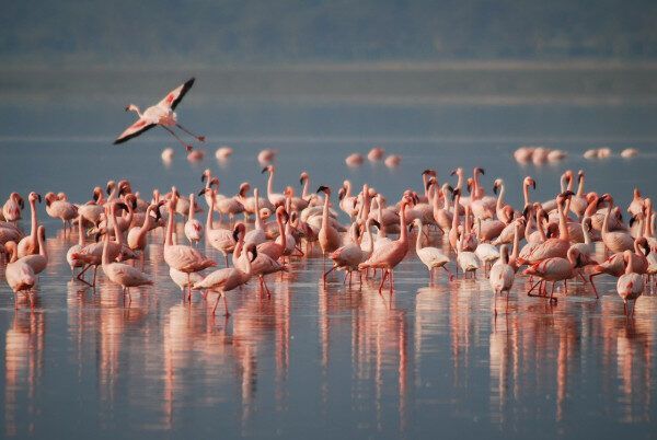 Motorbådsafari med flamingoobservation for 24 gæster i Mumbai, Indien