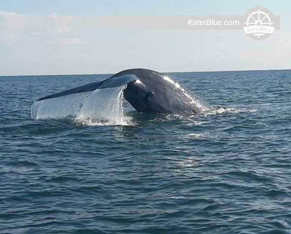 Amazing Whale and Dolphin watching Tour in Trincomalee, Sri Lanka