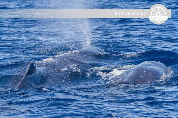 Amazing Whale and Dolphin watching Tour in Trincomalee, Sri Lanka