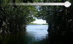 Go on a River Safari to experience fish therapy Balapitiya-Sri Lanka