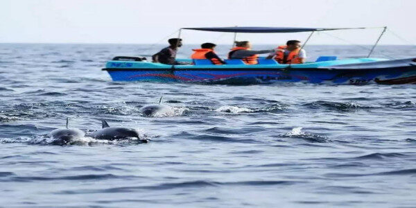 مشاهدة الحيتان مخصص موتور قارب ترينكومالي-سري لانكا