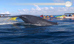 مشاهدة الحيتان مخصص موتور قارب ترينكومالي-سري لانكا