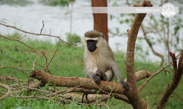 Esperienza di crociera pomeridiana in barca di legno a Buikwe, Uganda.