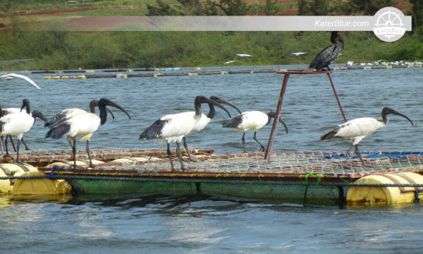 Escursione mattutina in barca a Buikwe, Uganda.