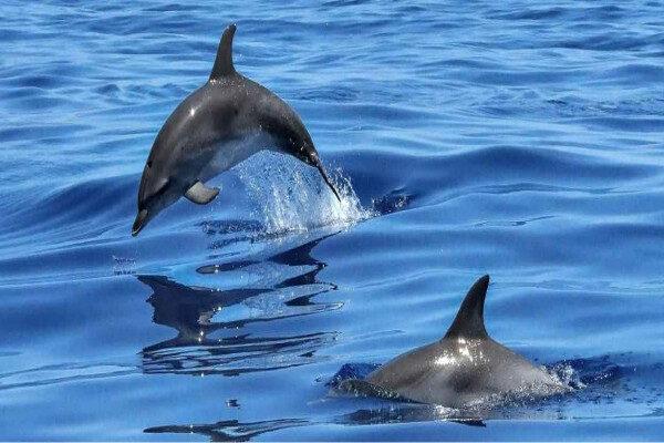 Impressive dolphin experience in turquoise water Trinco-Sri Lanka 