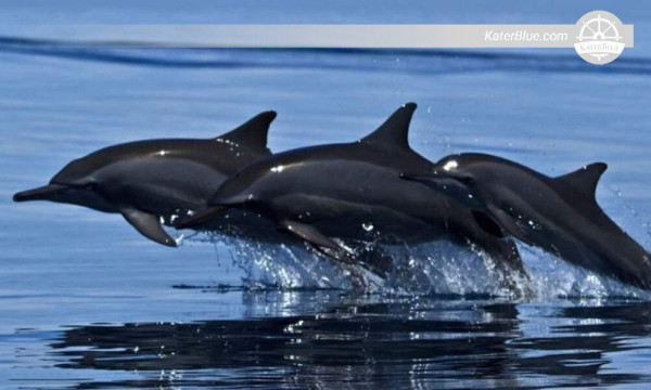 Impressive dolphin experience in turquoise water Trinco-Sri Lanka 