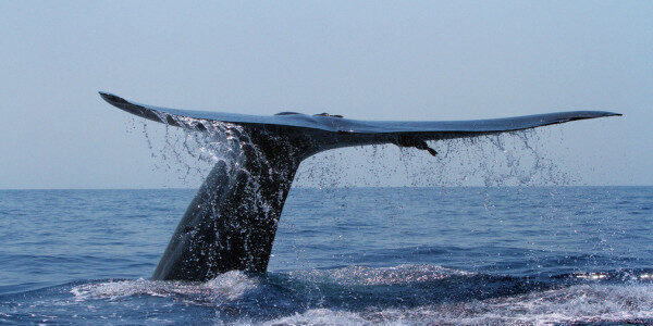 Εξερευνήστε το κοινόχρηστο σκάφος Blue Whaleins Mirissa-Σρι Λάνκα