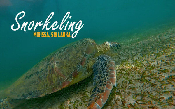 Snorkeling with Turtles in Mirissa-Sri lanka