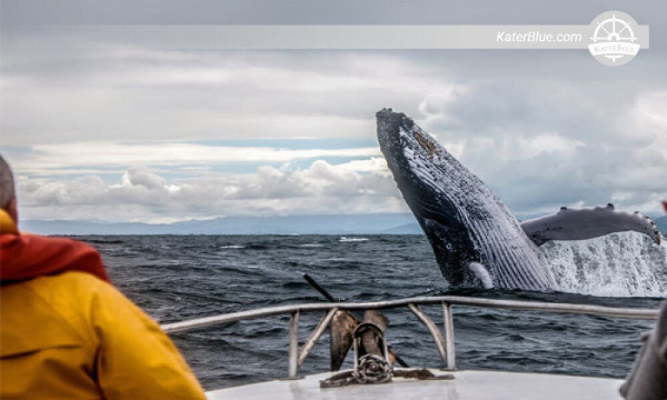 Odkryj wspólną łódź Blue Whales Mirissa-Sri Lanka