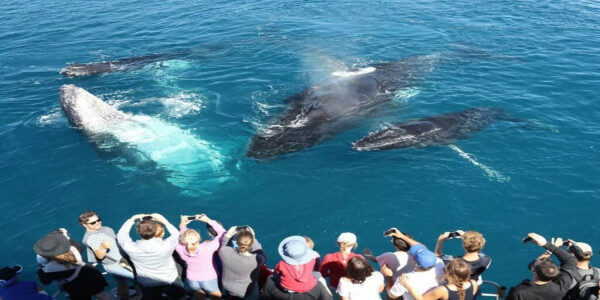 Odkryj wspólną łódź Blue Whales Mirissa-Sri Lanka
