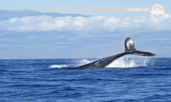 Odkryj wspólną łódź Blue Whales Mirissa-Sri Lanka