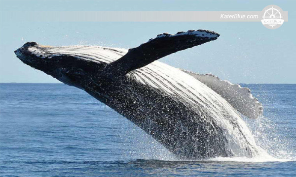 Odkryj wspólną łódź Blue Whales Mirissa-Sri Lanka