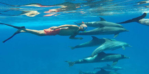 Underbar kryssningssegeltur med Dolphin Experience Hurghada-Egypten