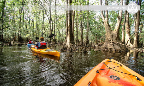 Explore mangroves by paddling a kayak in Ambalangoda-Sri Lanka