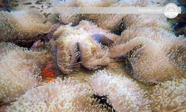 Advance Open water Diver course Mount Lavinia-Sri Lanka
