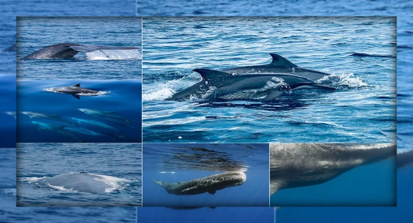 Observez le plus grand mammifère aquatique du monde à Kalpitiya, au Sri Lanka.