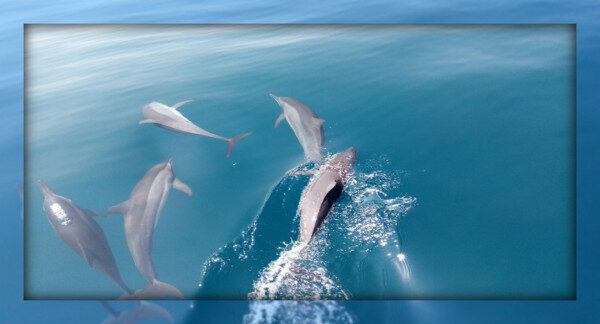 Profitez d'une rencontre avec des dauphins joueurs et espiègles à Kalpitiya, au Sri Lanka.