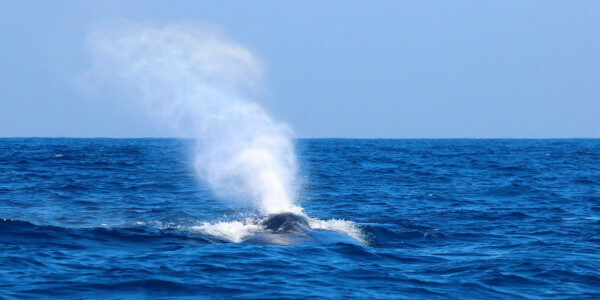 Well-organised whale watching tour Kalpitiya-Sri Lanka