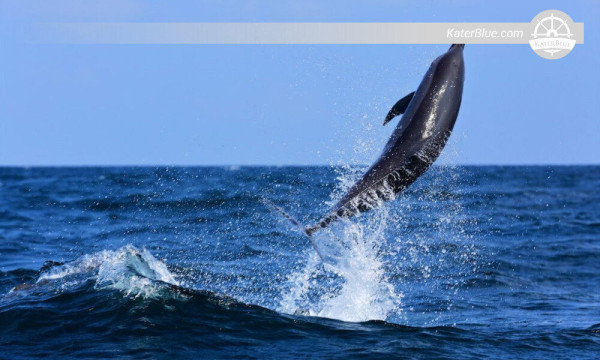 Adventures Dolphin watching tour Kalpitiya-Sri Lanka