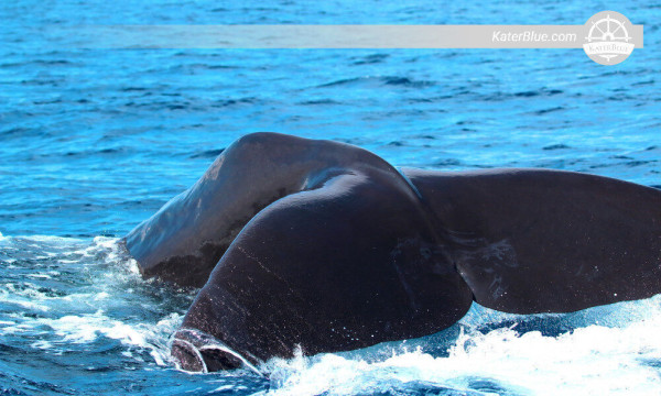 Well-organised whale watching tour Kalpitiya-Sri Lanka