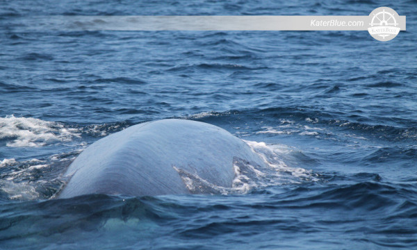 Well-organised whale watching tour Kalpitiya-Sri Lanka
