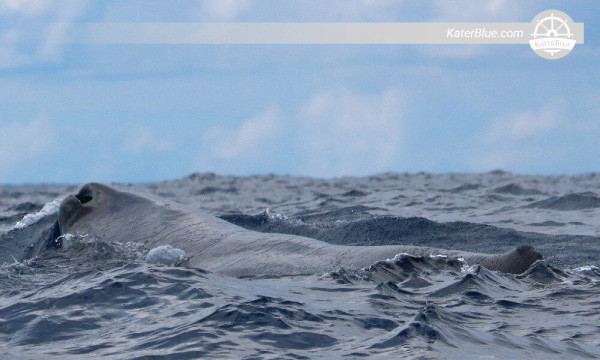 Well-organised whale watching tour Kalpitiya-Sri Lanka