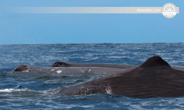 Well-organised whale watching tour Kalpitiya-Sri Lanka