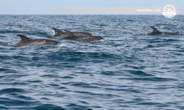 Adventures Dolphin watching tour Kalpitiya-Sri Lanka