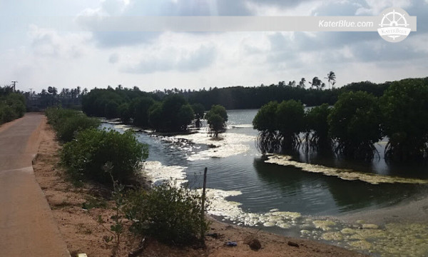 Experience the lovely surprise of the Lagoon's Marine Life Kalpitiya-Sri lanka 