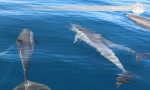 Discover the incredible world of Ocean Giants Kalpitiya-Sri lanka 