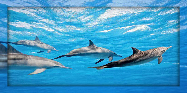 Discover the incredible world of Ocean Giants Kalpitiya-Sri lanka 