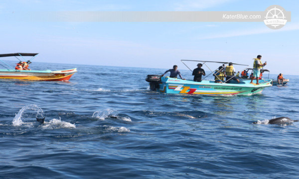 Discover the incredible world of Ocean Giants Kalpitiya-Sri lanka 