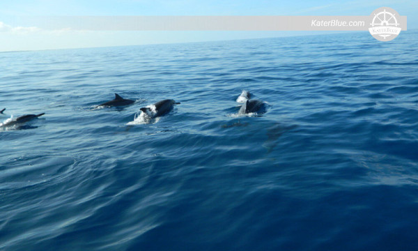 Discover the incredible world of Ocean Giants Kalpitiya-Sri lanka 