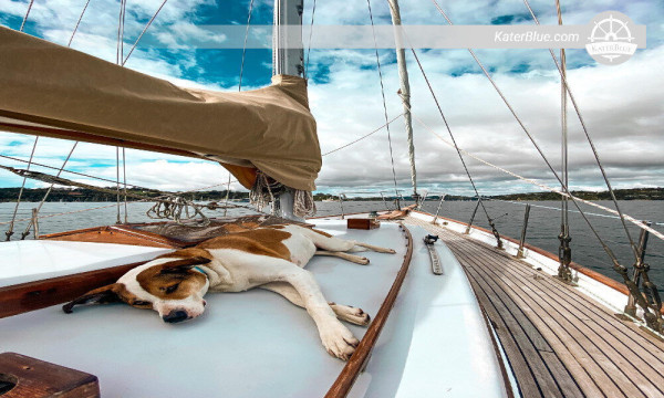 Traditional gullet day charter Motukokako Island New Zealand
