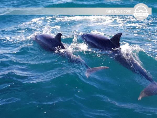 2 Hour Cathedral Cove Boat Tour Whitianga, New Zealand