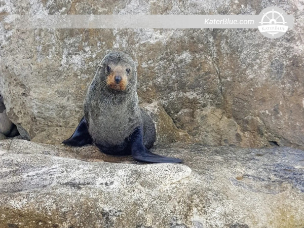 جولة بالقارب ذي الركوب الهادئ ضمن مجموعة صغيرة في ويتيانغا، نيوزيلندا