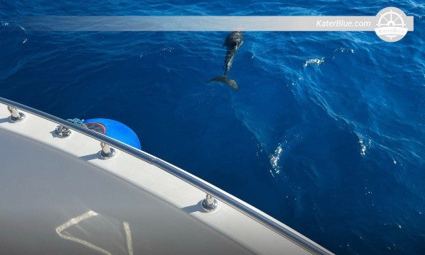 Hurghada Cruise – Sha’ab El Erg Dolphin Reef Experience