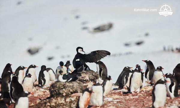 15-Day South Georgia and Antarctic Peninsula Expedition Cruise from Ushuaia with Wildlife and Historic Exploration