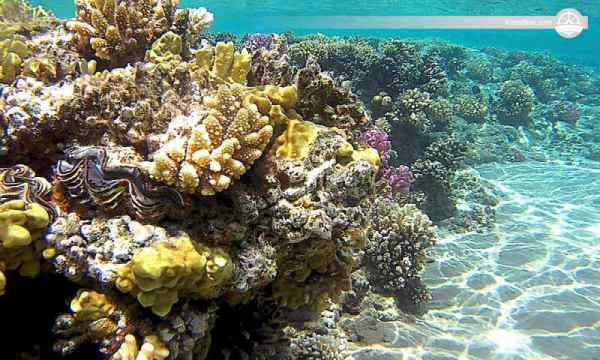 Luxury sailing experience for 25-pax Sharm El Sheikh, Egypt
