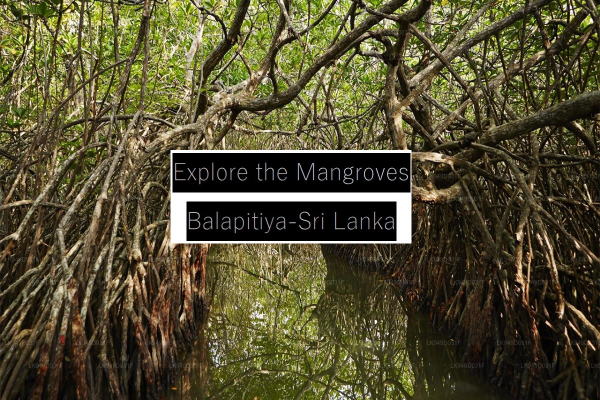 Sri Lanka'nın Balapitiya bölgesindeki Madu Nehri kıyısındaki mangrovların harikalarını keşfedin.
