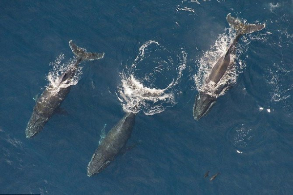 Incredible Whales watching experience on blue waters Trinco-Sri Lanka